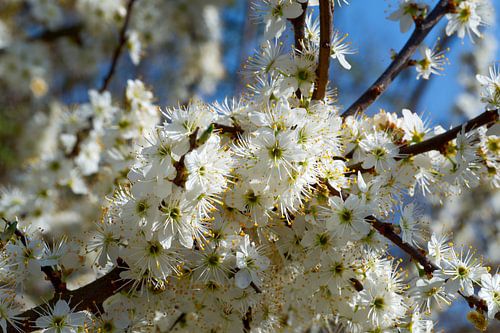 fleurir