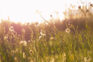 Sommerabend