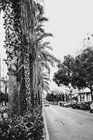 palm trees in Valencia an old town in Spain