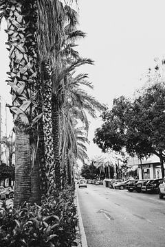 palmbomen in Valencia een oude stad in Spanje van Lindy Schenk-Smit