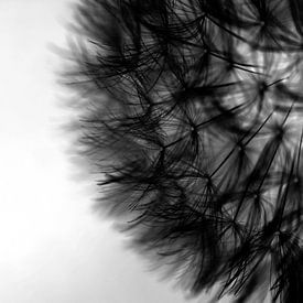 black dandelion by Lizette de Jonge