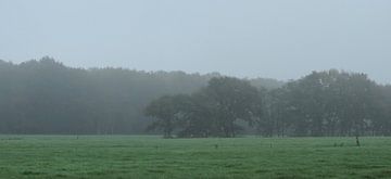 jour brumeux, chênes et prairies sur Wim vd Neut