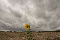 Tournesol
