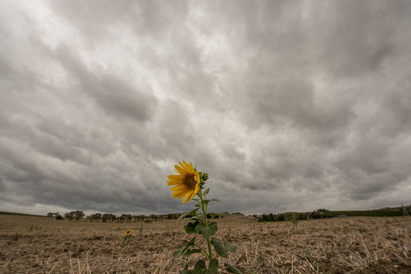Tournesol par Pieter van der Zweep