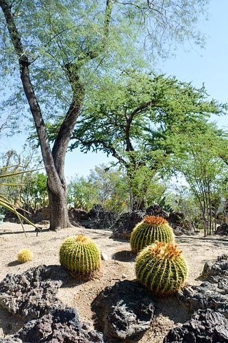 Cactustuin, Henderson, Nevada, VS