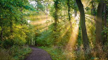 Chemin forestier dans la lumière d'automne