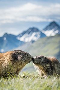 Marmot van Stijn Smits