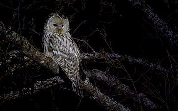 Ural owl on the hunt by Lennart Verheuvel