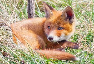 Fox cub portrait by WeVaFotografie