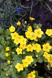 The first flowers in the Emsland garden by Bianca Meyering Fotos - BMF