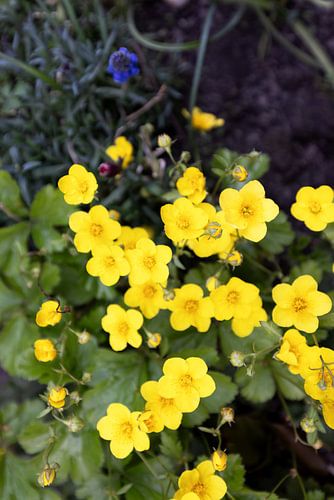De eerste bloemen in de Emsland-tuin.