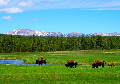 Wilde buffels in Hayden Valley in Yellowstone National Park