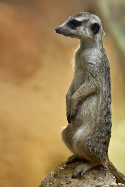 Un suricate mignon et attentif qui mérite une chronique - Le suricate regarde attentivement au loin  par Michael Semenov