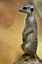 Aufmerksames niedliches Erdmännchen, das eine Säule wert ist - Erdmännchen schaut aufmerksam in die  von Michael Semenov Miniaturansicht