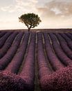 Lavender fields in France by Stefan Schäfer thumbnail