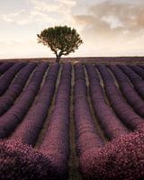 Lavender fields in France