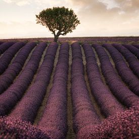 Lavender fields in France