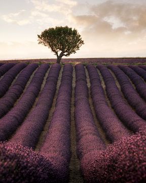 Lavender fields in France by Stefan Schäfer