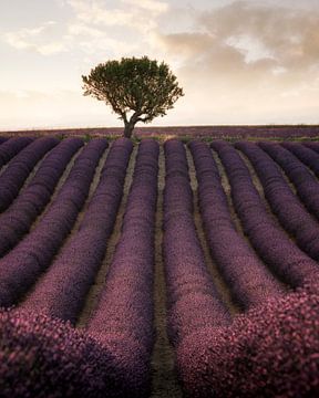 Les champs de lavande en France sur Stefan Schäfer