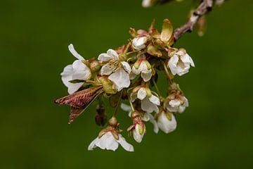 De zoete kers draagt in deze tijd veel bloesems