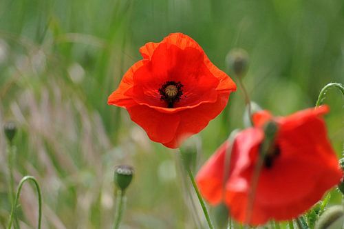 In Flanders fields klaproos  klaprozen papaver