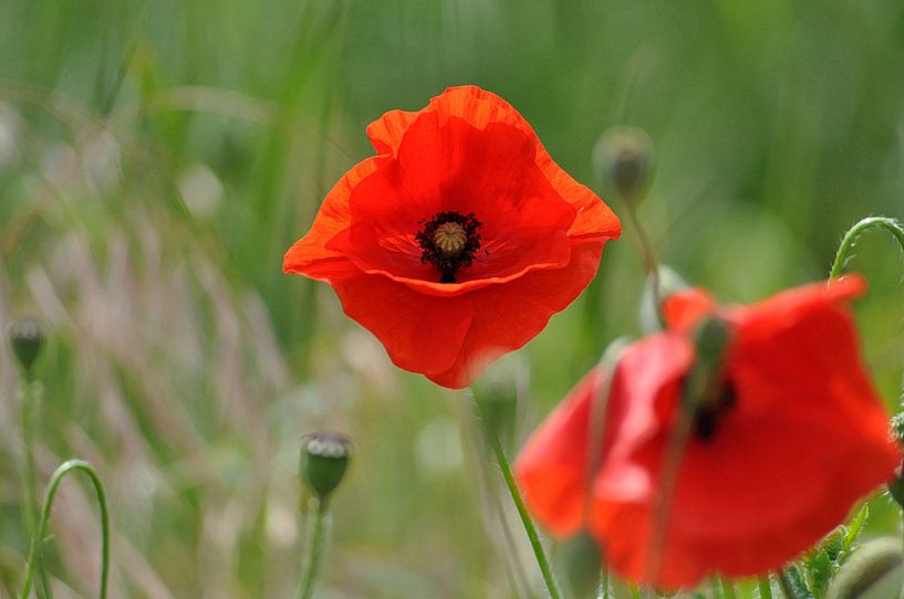 In Flanders fields klaproos  klaprozen papaver van Groothuizen Foto Art