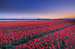 Rote Tulpen von John Leeninga