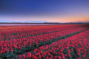 Rode tulpen von John Leeninga