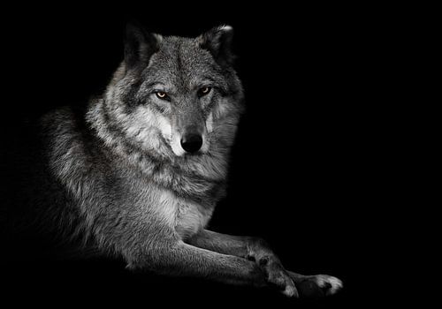 Evaluating look. she-wolf female lies beautifully on the ground, imposingly lies. Powerful graceful 
