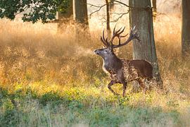 Tough Guy by Pim Leijen