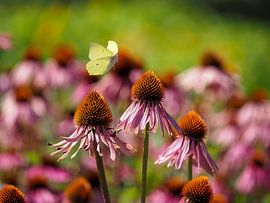lemon butterfly in flight by stephan berendsen