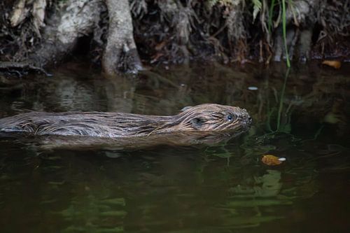 De bever in stilte van Thomas Winters