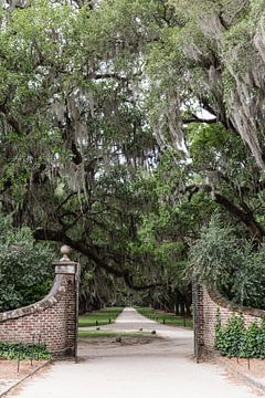 Oprijlaan met oude oaks in Charleston Amerika van Amber den Oudsten