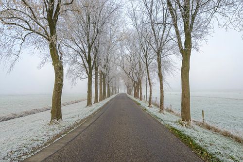 Dijkweg door een mistig landschap met rijk op de bomen en velden