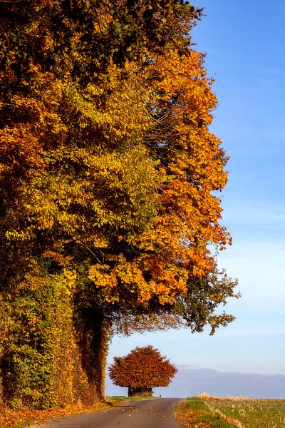 L'automne sur l'Eyserbosweg dans le sud du Limbourg par John Kreukniet