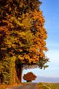 L'automne sur l'Eyserbosweg dans le sud du Limbourg par John Kreukniet Aperçu