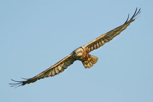 Marsh Harrier