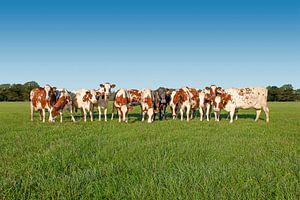 Cows in line by Color Square