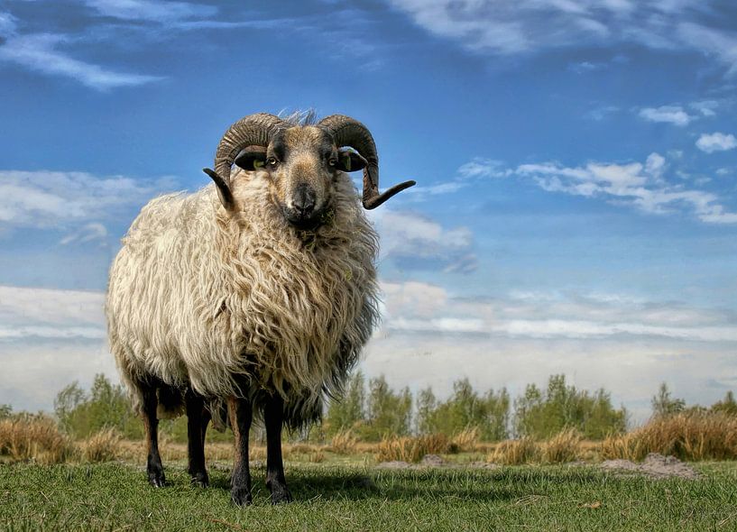 Drents heideschaap van John Dekker