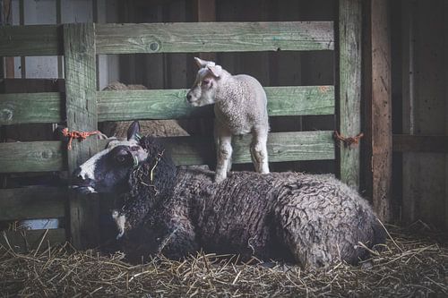 Schaap met Lammetje in stal