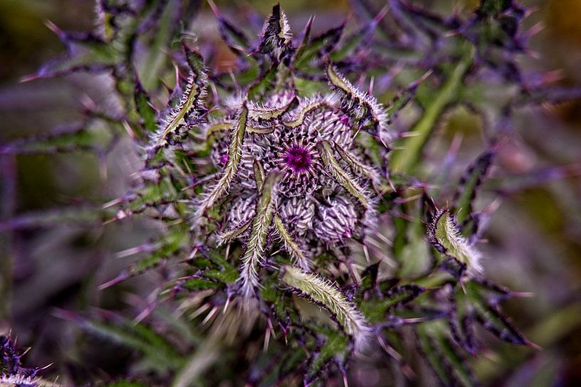 Bloemknop in distel van Theo Felten