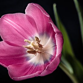 rosa Tulpe von Michel Heerkens
