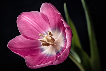 Roze tulp van Michel Heerkens
