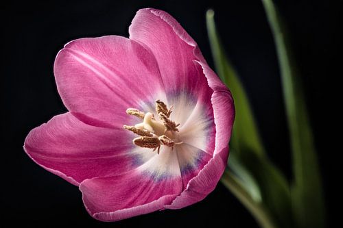 Pink tulip