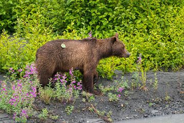 Young brown bear by Denis Feiner