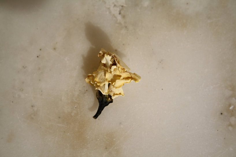 Witte roos von Jetty Boterhoek