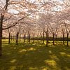Les Japonais s'épanouissent dans l'Amsterdamse Bos. sur Kyra Hoekema