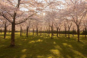 Japanese blossom in the Amsterdamse Bos. by Kyra Hoekema