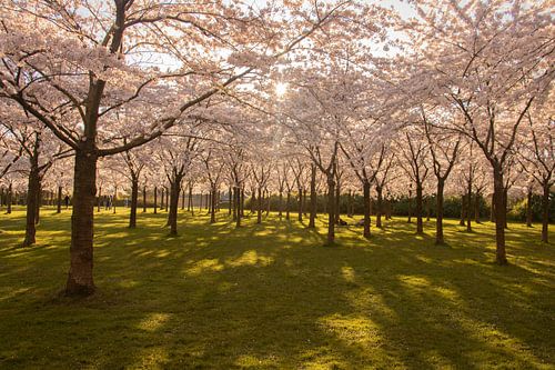 Japanese blossom in the Amsterdamse Bos.