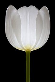 A white Tulip against a black background